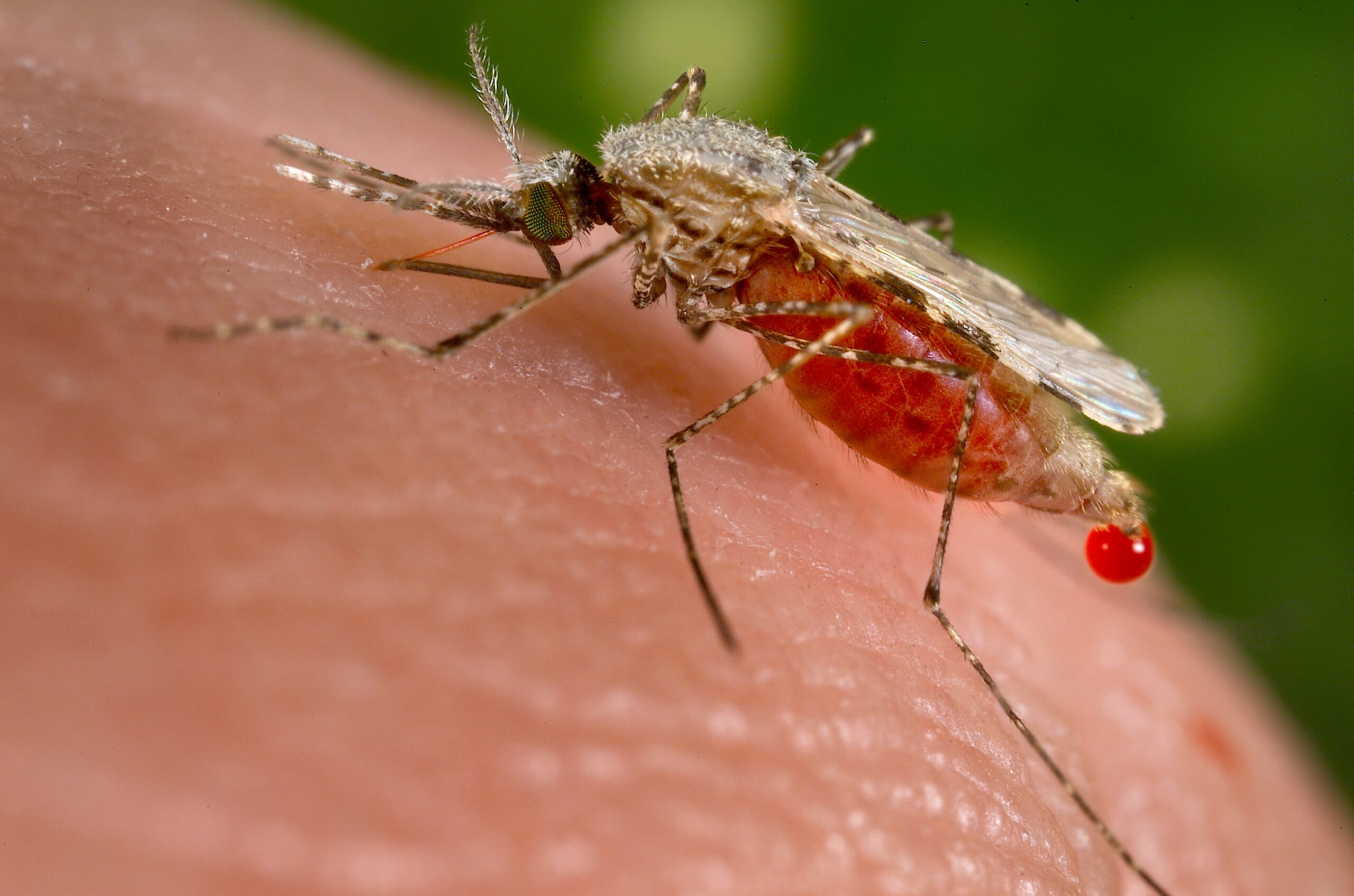 The Month In Plagues: Dengue Fever In Hawaii, Gene Drive Mosquitoes, And More
