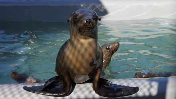 Rubbish is one of thousands of sea lions stranded along the California coast this year.