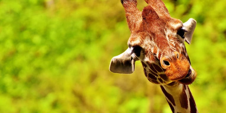 We just found the king of all extinct giraffe cousins, and it’s very goofy looking