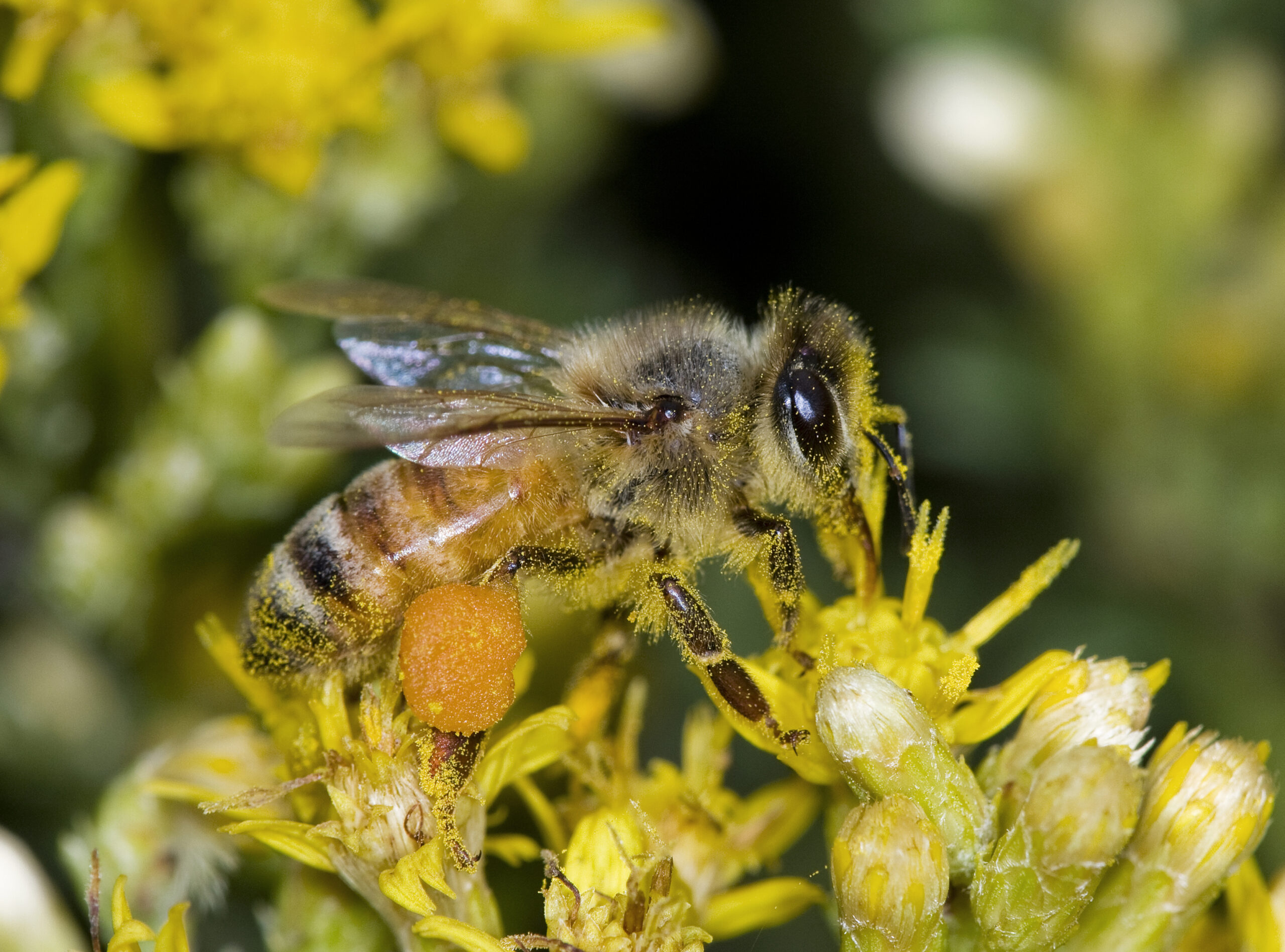 Bacteria From Bees’ Bellies May Fight Persistent Pathogens