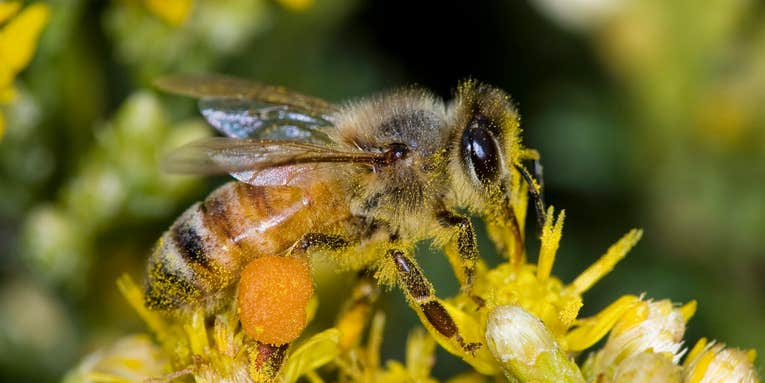 Bacteria From Bees’ Bellies May Fight Persistent Pathogens