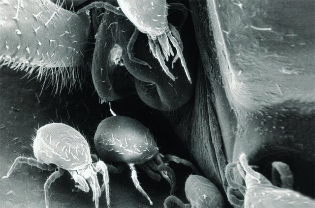 These mites, each about 1 millimeter in size, live on the body of a Madagascar hissing cockroach.