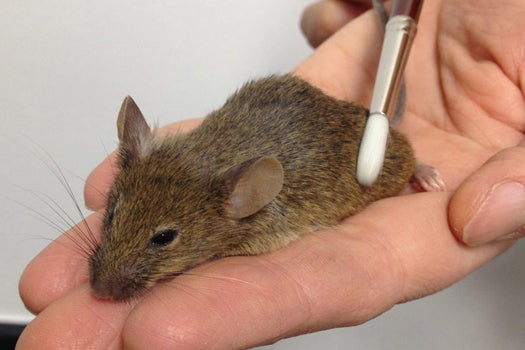 Petting Mice Reveals Chemical Reason Why Massage Feels Good
