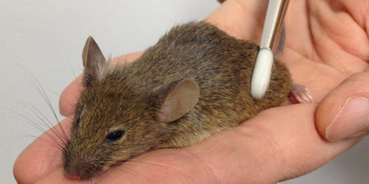 Petting Mice Reveals Chemical Reason Why Massage Feels Good