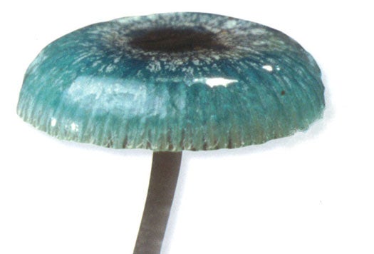 Like everything else in Australia, except possibly sheep, this charmingly named mushroom is poisonous. The mushroom also makes its home in southern South America and New Zealand, hearkening back to a time before the continents completely split.