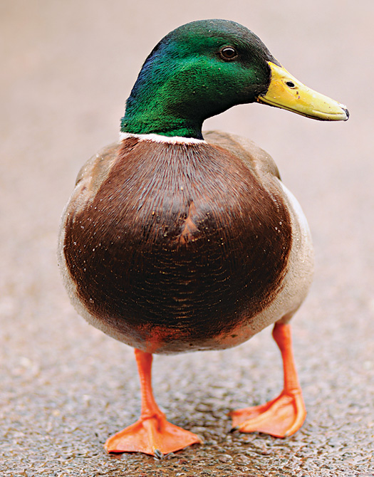 FYI: Why Do Ducks Have Orange Feet?