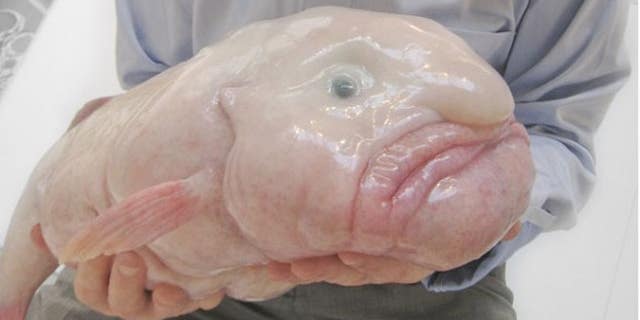 This Is Unofficially The World’s Ugliest Animal