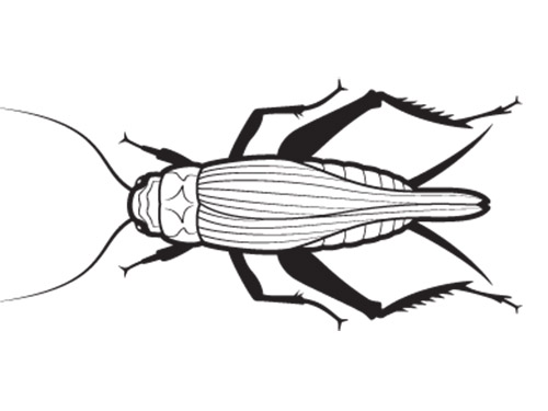 Eaten in Asia and the Americas, <em>Acheta domesticus</em> is one of two species that farmers can raise economically. <strong>Calories</strong> (per 100 grams of dry bug): 460 <strong>Protein</strong>: 67 g