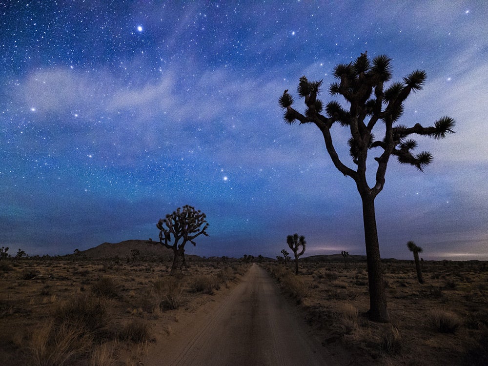 A desert road and joshua trees at night