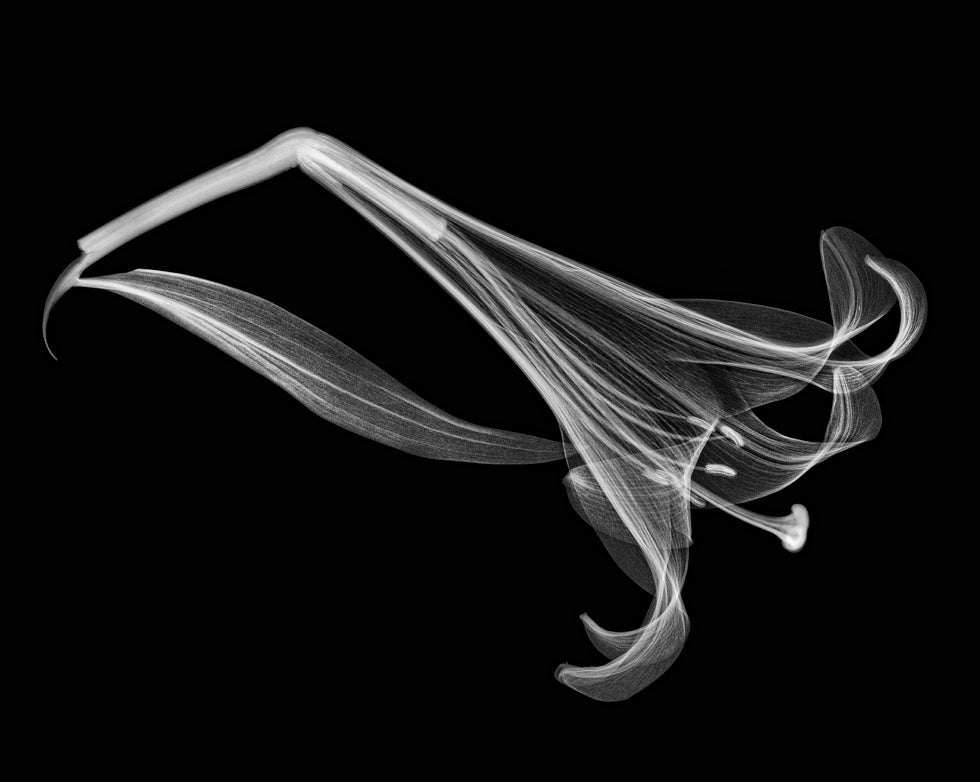 X-ray of a lily