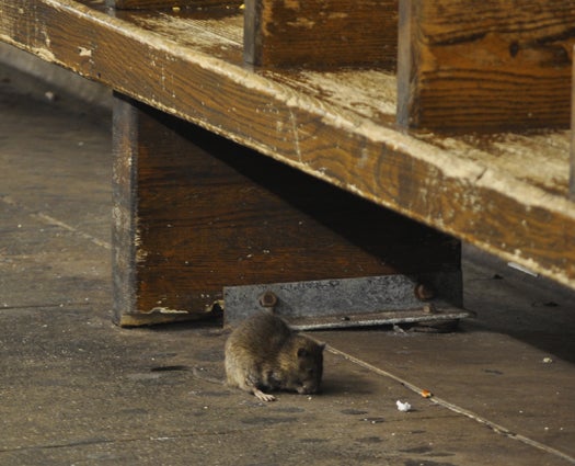 NYC Wants To Sterilize Its Subway Rats