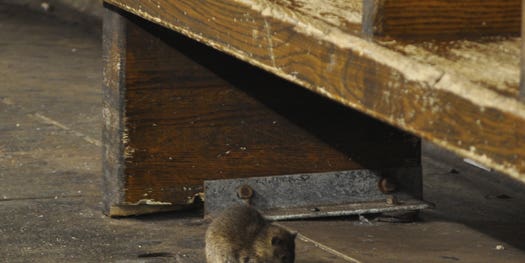 NYC Wants To Sterilize Its Subway Rats