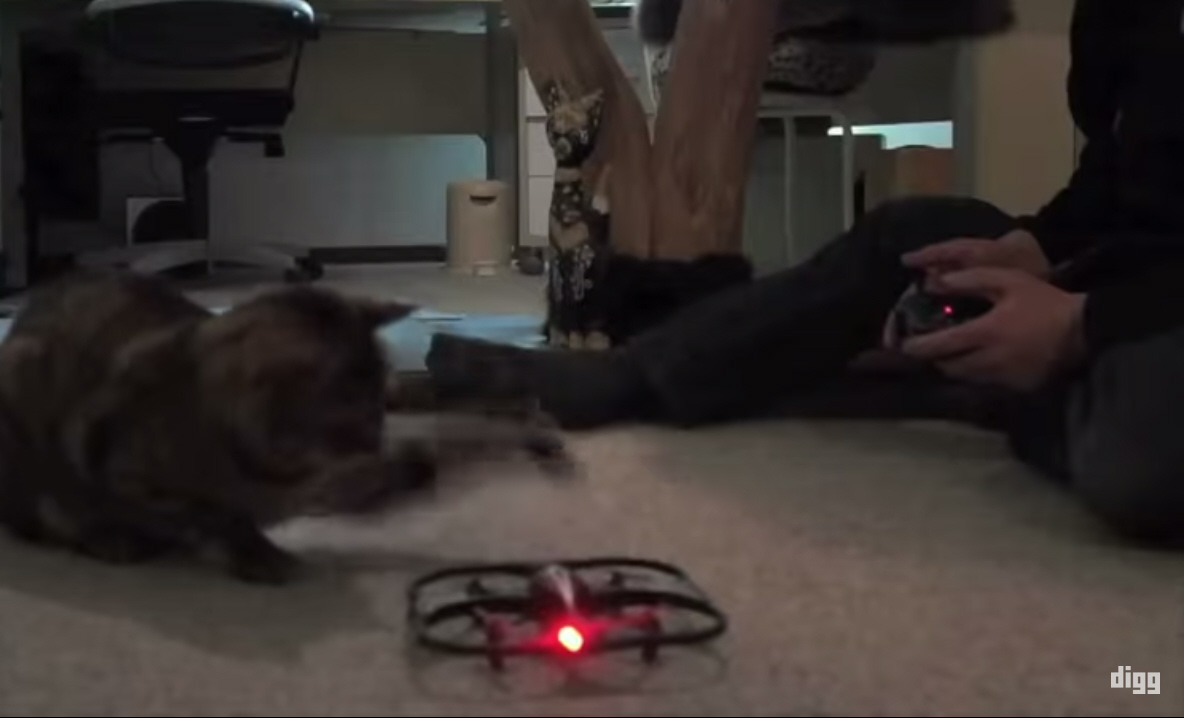 Video: Why Do All These Animals Hate Drones?