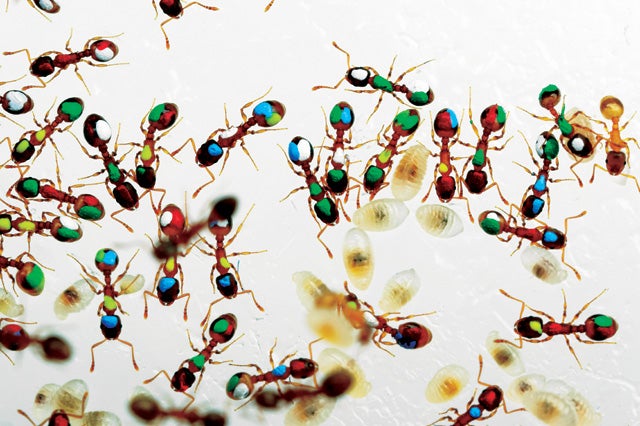 Biologist Anna Dornhaus color-coded 1,200 ants using paint to identify individuals and set them on various tasks.