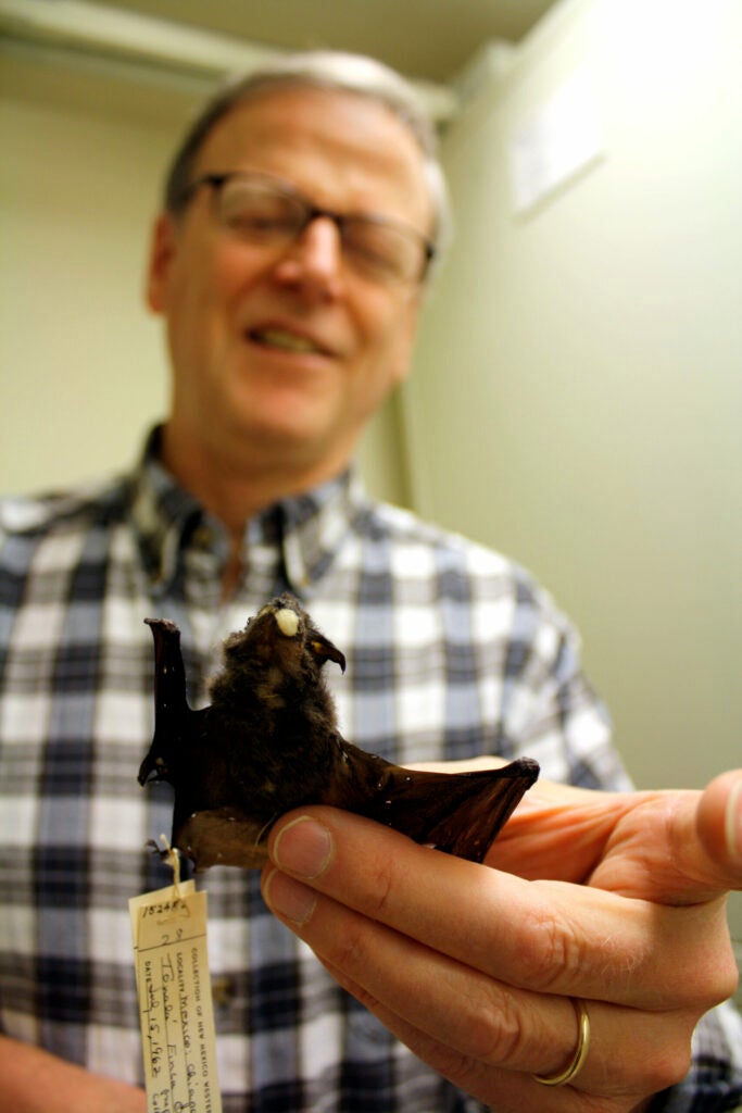 Biologist Bruce Patterson inspects one of 58,000 bat specimens, representing more than 500 species, housed at the Field Museum of Natural History.