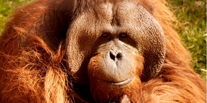 Orangutans Announce Their Travel Plans A Day In Advance