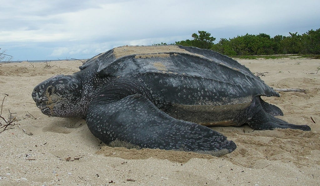 The leatherback sea turtle weighs only about two ounces at hatching, but adults can grow up to six feet long (in shell length) and range from 500 to 2,000 lbs. It's also a deep diver, able to descend below 3,9000 feet. This leatherback sea turtle was photographed on the beach at Sandy Point National Wildlife Refuge, U.S. Virgin Islands.