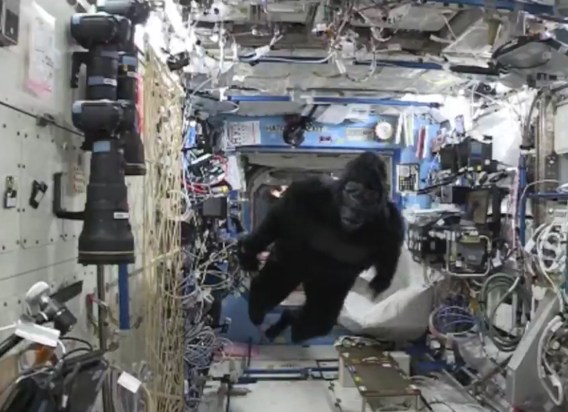 Why Is A Gorilla Aboard The Space Station?