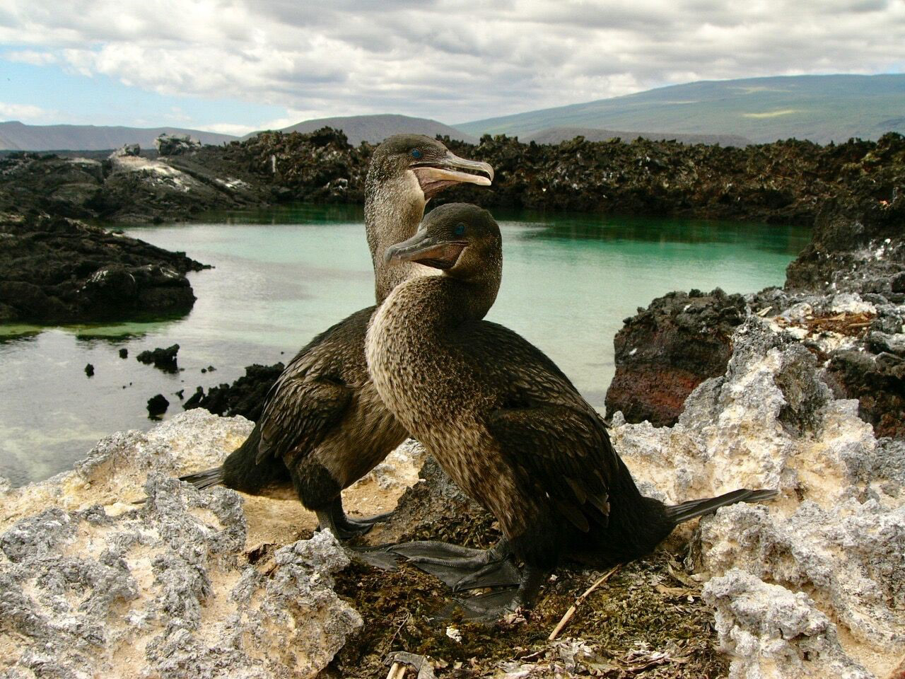 How the Galapagos cormorant forgot how to fly