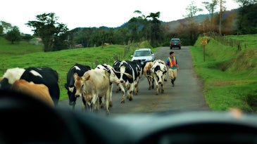 Cow Traffic 