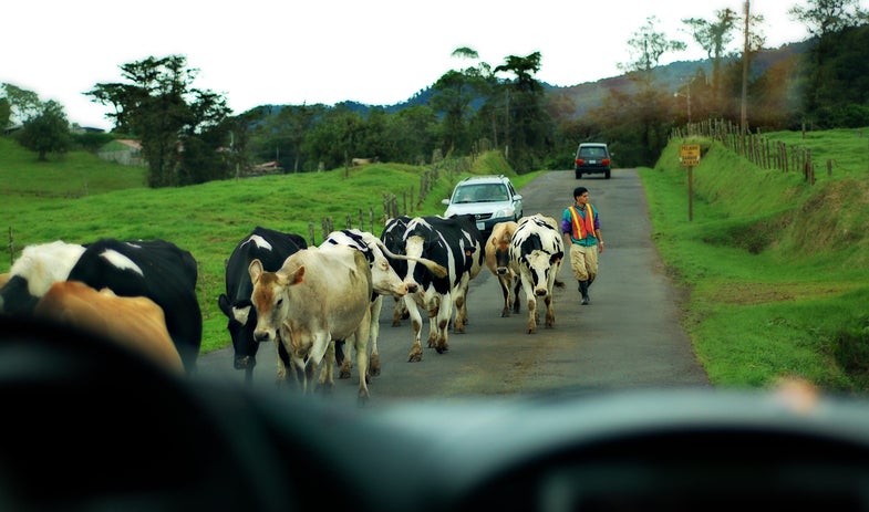 Cow Traffic
