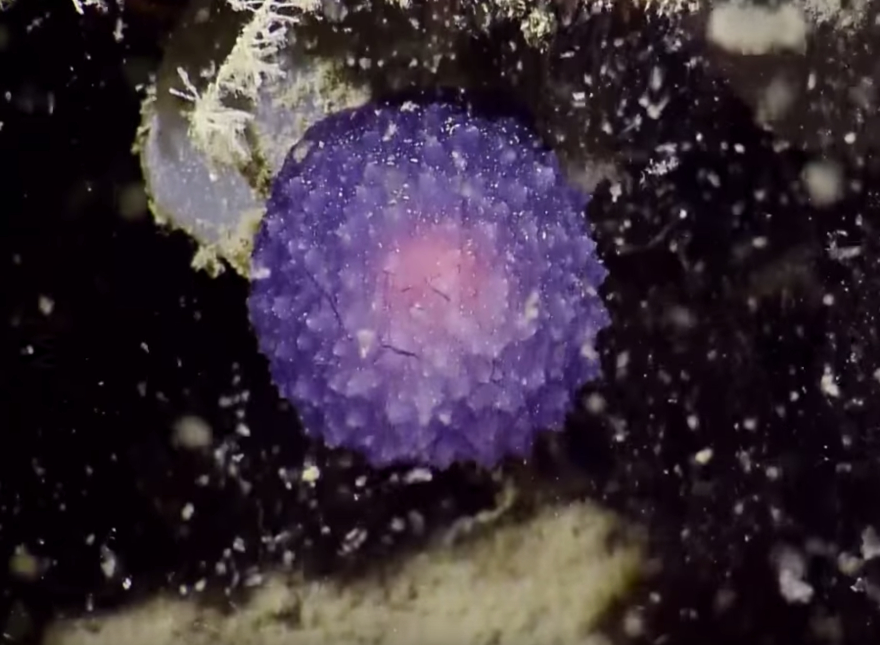 Found: A Strange Purple Blob Deep In The Ocean