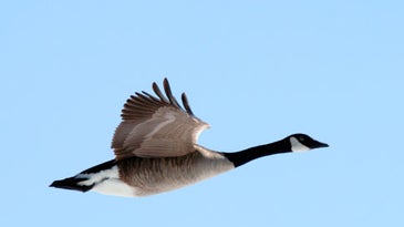 Is There Really No Way to Keep a Goose Out of a Jet Engine?