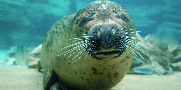 Otters are too small, whales are too big, and seals are just right