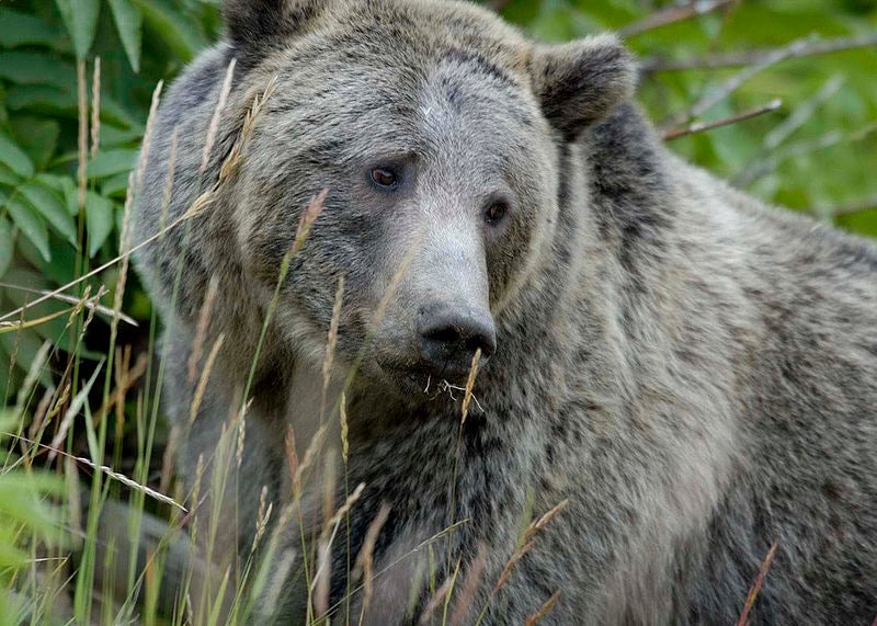 Grizzly Bears Could Offer Clue To Weight Loss
