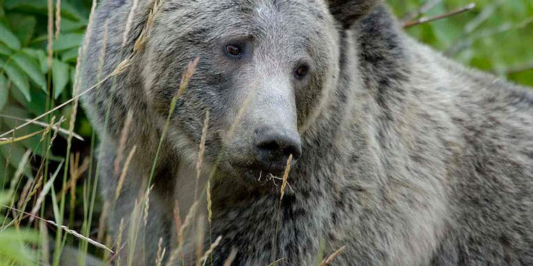 Grizzly Bear Survival: Yet Another Reason Not To Shoot Yellowstone Wolves