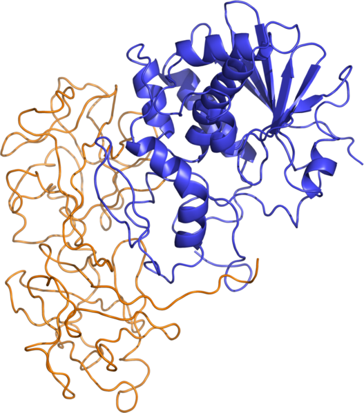 the molecular structure of ricin