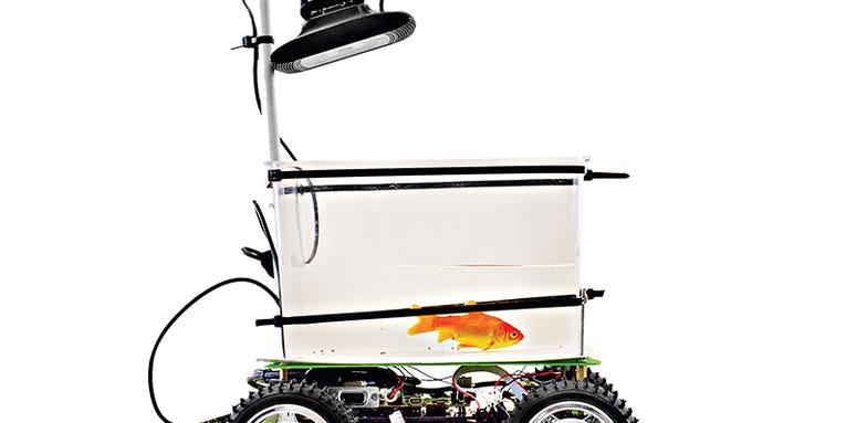 This Robotic Tank Gives Goldfish The Steering Wheel