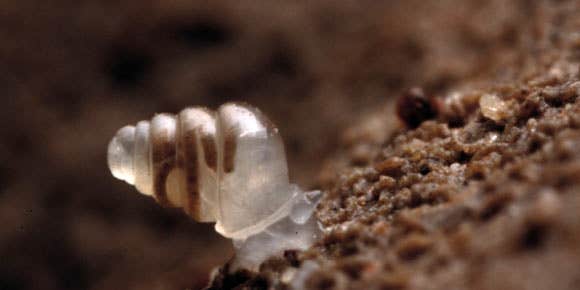 Beautiful And Bizarre Translucent Snail Discovered In Croatia