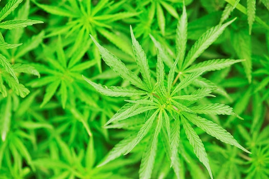 Pediatrician Group Recommends Decriminalizing Marijuana For Youngsters