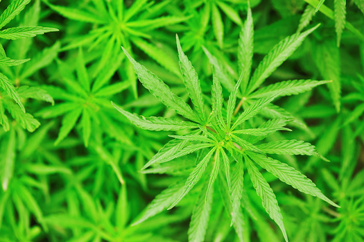 Lifelong Marijuana Use Correlated With Troubled Middle Age