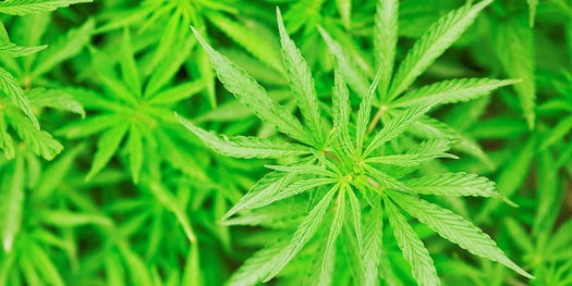How The Brain Creates Marijuana-Fueled Munchies