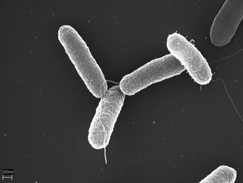 Weaponized Salmonella Could Be Used to Fight Cancer in the Gut