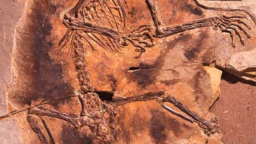 The earliest airborne mammals may have glided among the dinosaurs 160 million years ago