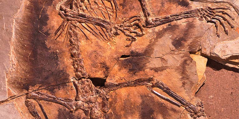 The earliest airborne mammals may have glided among the dinosaurs 160 million years ago