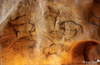 Cave drawings of bison