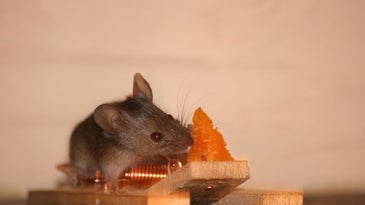 Do Mice Really Adore Cheese?
