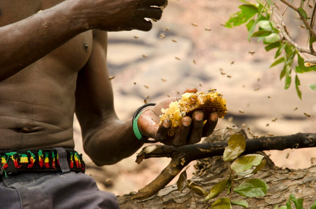 A Yao honey-hunter samples the harvest from a wild beesâ nest that was spotted with help from honeyguide birds.