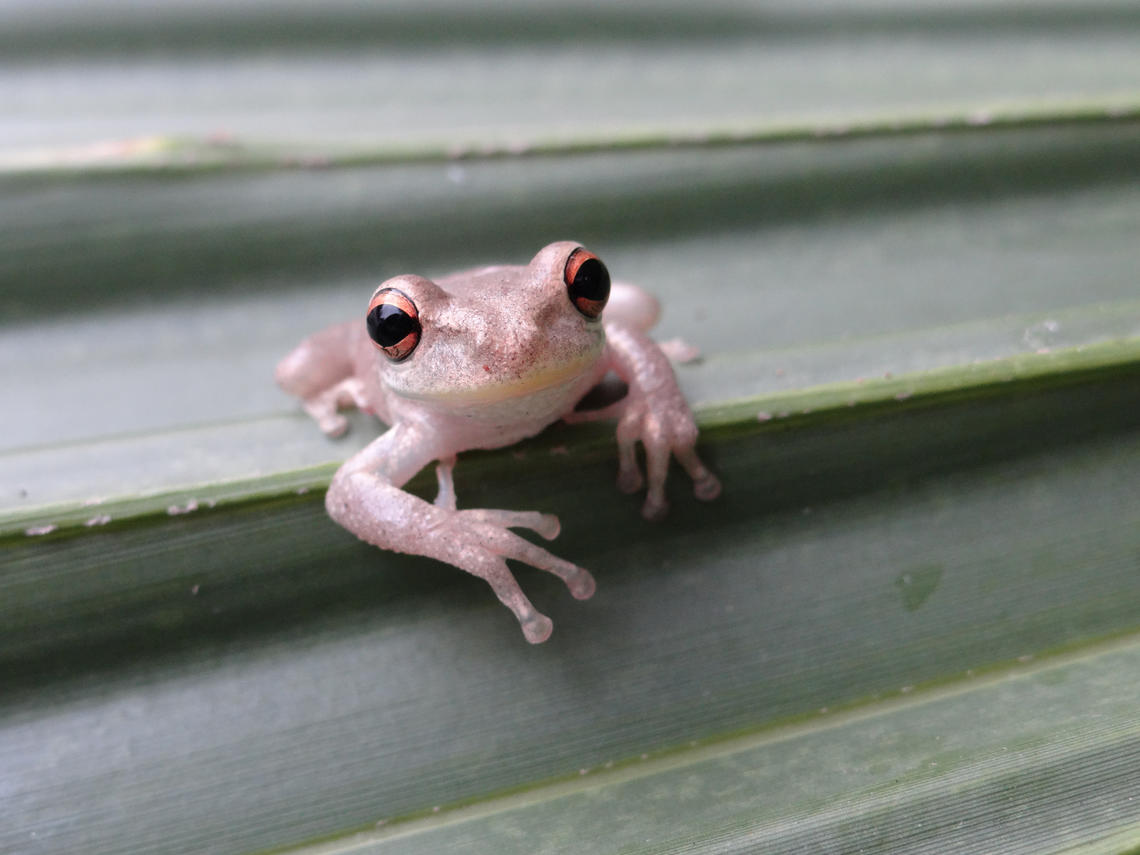 Invasive Treefrogs Have Snuck Into Louisiana And They Are Not Good Neighbors
