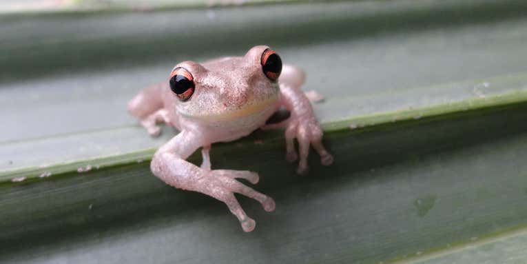 Invasive treefrogs have snuck into Louisiana and they are not good neighbors