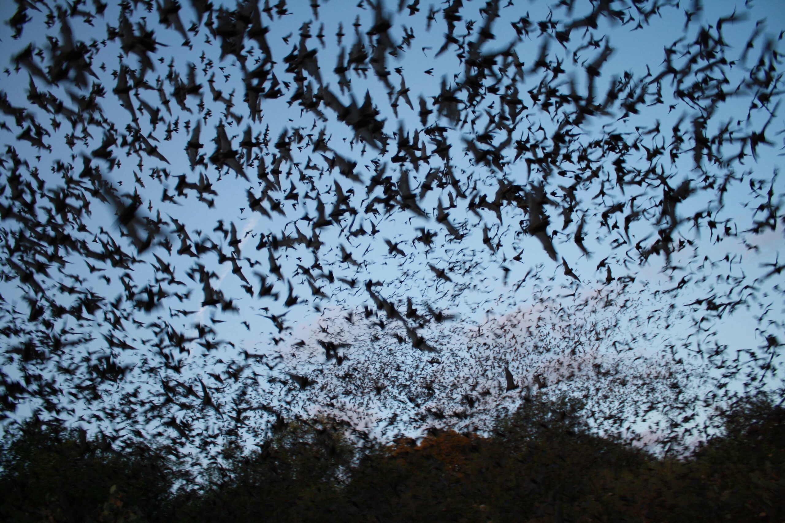 Bacteria Appears To Help Bats Fight Deadly White-Nose Syndrome