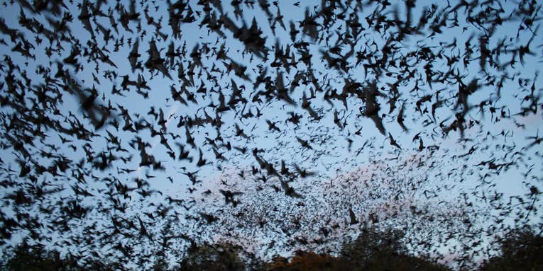 Bacteria Appears To Help Bats Fight Deadly White-Nose Syndrome