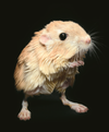 The charming kangaroo rat is not actually related to a kangaroo but is so named because of its bipedal anatomy and kangaroo-like hopping tendencies. In addition, kangaroo rats also have pouches, but these pouches are on the outside of their cheeks rather than on their bellies and are used for transporting seeds, not offspring. Well adapted to life in the North American desert, the kangaroo rat does not need to consume water but is able to get all of its necessary hydration from the seeds in its diet. The rats’ nocturnal lifestyle helps them to stay cool; they sleep in underground burrows during the scorching desert days, only becoming active at night, when the temperatures are lower.