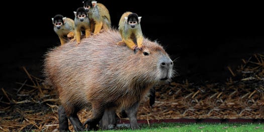 Megapixels: Monkeys Take A Ride On The World’s Largest Rodent