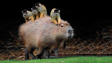 Megapixels: Monkeys Take A Ride On The World's Largest Rodent