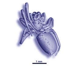 A 3D X-ray image of an arachnid trapped inside a chunk of Cretaceous-era opaque amber found in Charentes, France.